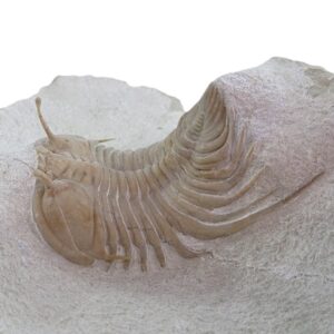 Cybele bellatula