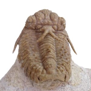 Hoplolichas furcifer