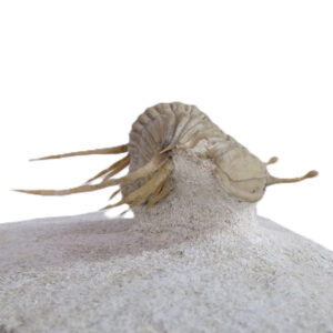 Cybele bellatula