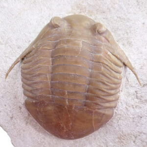 Asaphus (Subasaphus) platyurus