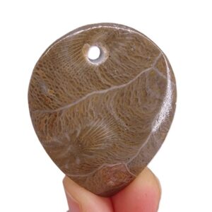 Hexagonaria hexagona