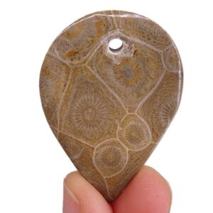 Hexagonaria hexagona
