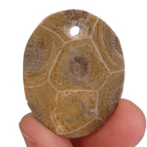 Hexagonaria hexagona
