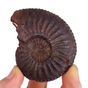 Amaltheus margaritatus