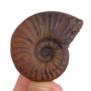 Pseudogrammoceras cossmanni  VENDIDO
