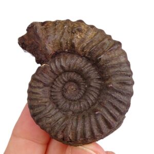 Phymatoceras robustum