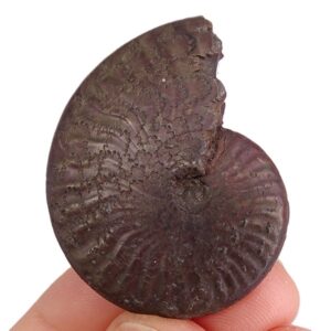 Pseudolioceras compactile