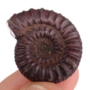 Mucrodactylites freboldi