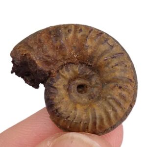 Denckmannia tumefacta