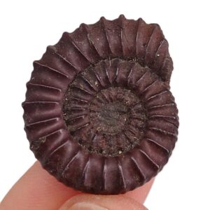 Mucrodactylites mucronatus