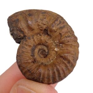 Denckmannia rudis