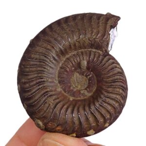 Grammoceras striatulum  VENDIDO
