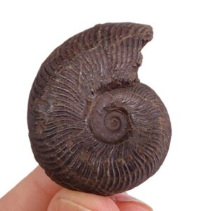 Pseudogrammoceras fallaciosum