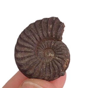 Pleuroceras solare