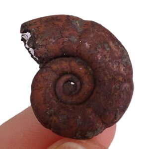 Lytoceras dorcadis