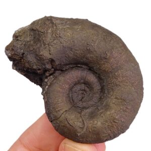 Lytoceras cornucopia