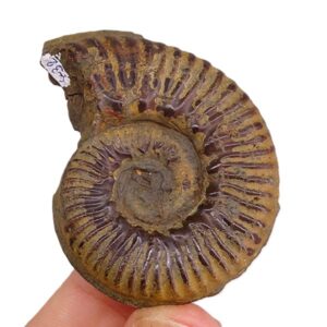 Denckmannia rudis