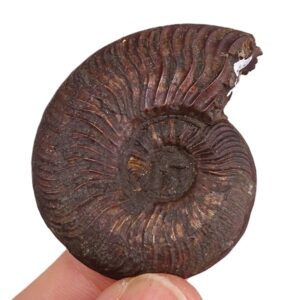 Pleydellia aalensis