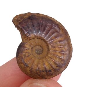 Amaltheus margaritatus
