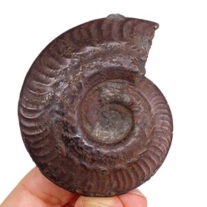 Hildoceras bifrons