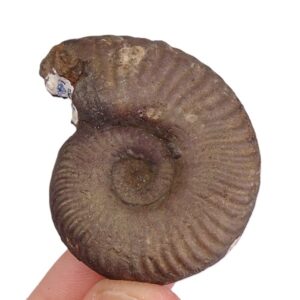 Pseudogrammoceras bingmanni