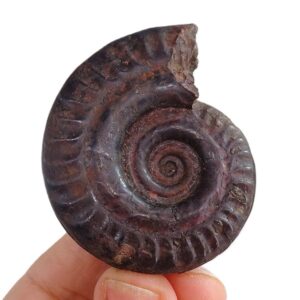 Hildoceras bifrons