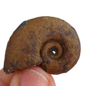 Lytoceras jurense