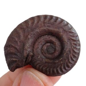Hildoceras lusitanicum
