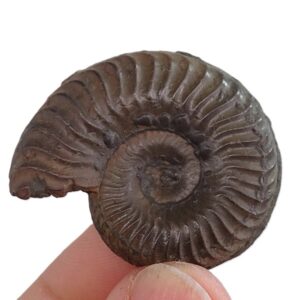Grammoceras thouarsense