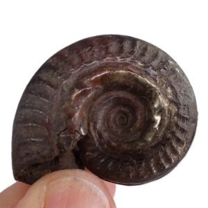 Hildoceras bifrons