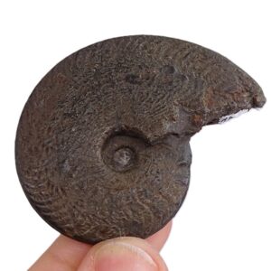 Osperlioceras bicarenatum=Pseudopolyplectus bicarenatus
