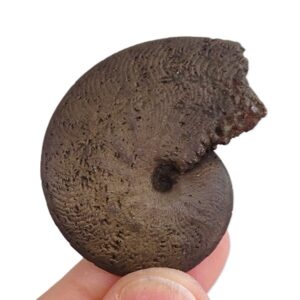 Polyplectus discoides  VENDIDO