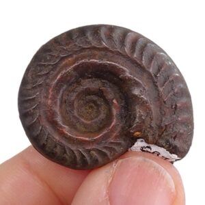 Hildoceras bifrons