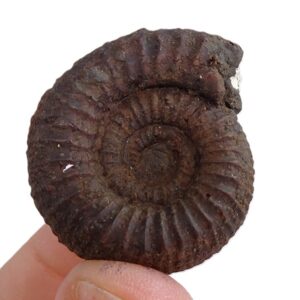 Catacoeloceras confectum
