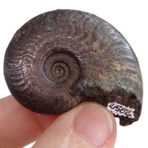 Maconiceras soloniacense