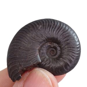 Pseudogrammoceras bingmanni