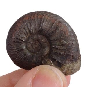 Pleydellia subcosta