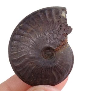 Osperlioceras lapparenti