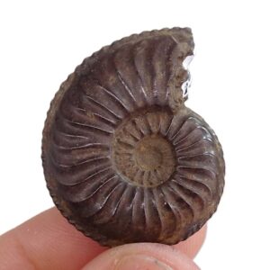 Amaltheus wertheri