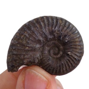 Haugia variabilis