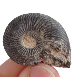 Pseudogrammoceras fallaciosum