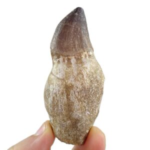 Prognathodon anceps