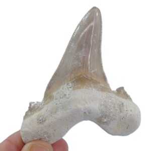 Otodus sokolovi