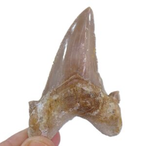 Otodus sokolovi