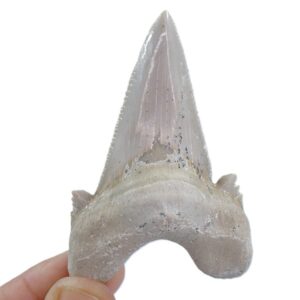 Otodus sokolovi