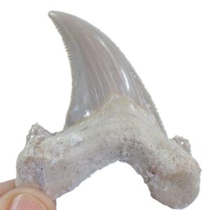 Otodus sokolovi