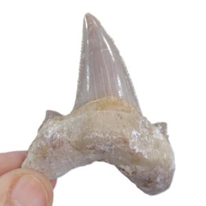 Otodus sokolovi