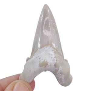 Otodus sokolovi