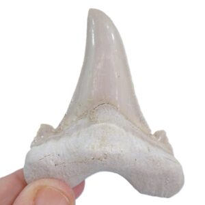 Otodus sokolovi