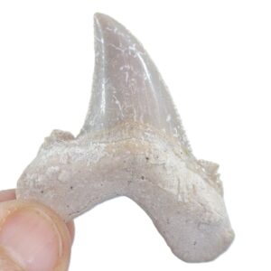 Otodus sokolovi